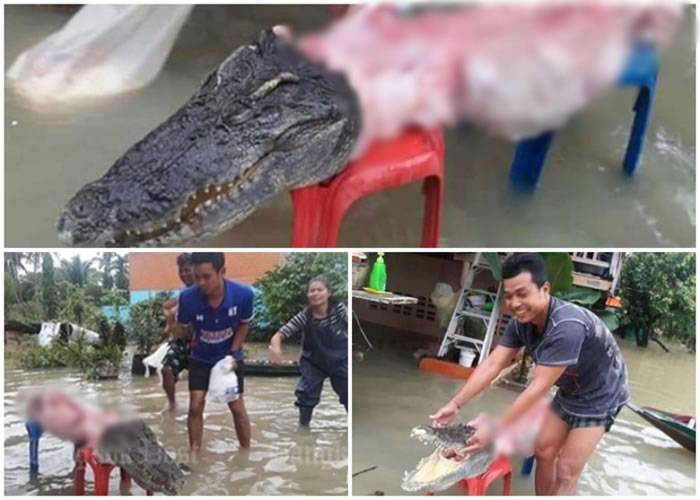 泰国洛坤府动物园鳄鱼趁水灾逃走寻自由 惨成灾民腹中物