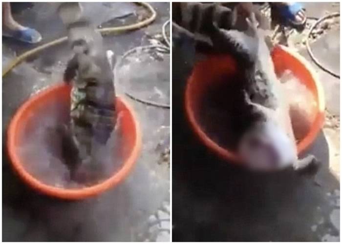泰国洛坤府动物园鳄鱼趁水灾逃走寻自由 惨成灾民腹中物
