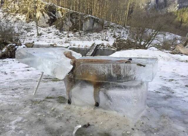 德国弗里丁根多瑙河上整只狐狸遭冰块封存活生生冻死