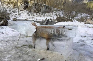 德国弗里丁根多瑙河上整只狐狸遭冰块封存活生生冻死
