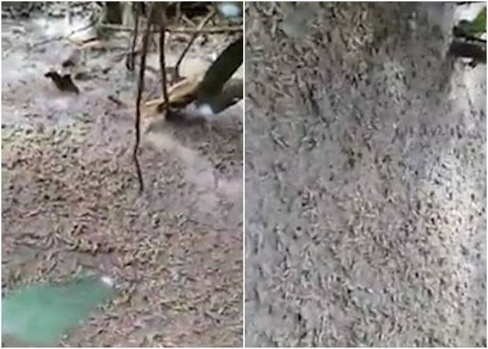 泰国北碧府男子拍到奇怪异象：丛林中成千上万毛虫涌出觅食