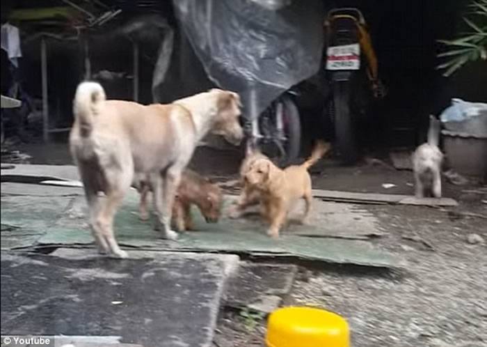 感人：泰国曼谷饥肠辘辘母狗有鸡腿不吃 带回家喂小狗