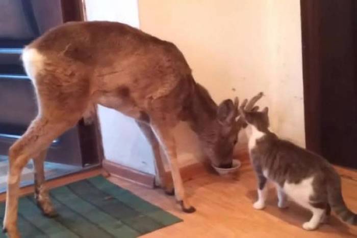俄罗斯猫咪在家里吃饭 被闯进的野鹿抢食