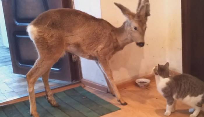 俄罗斯猫咪在家里吃饭 被闯进的野鹿抢食
