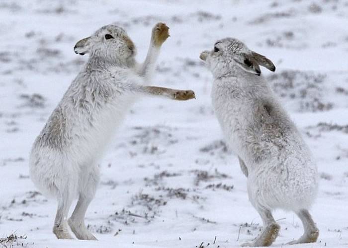 英国苏格兰凯恩戈姆国家公园两只野生雪兔为夺芳心大打出手
