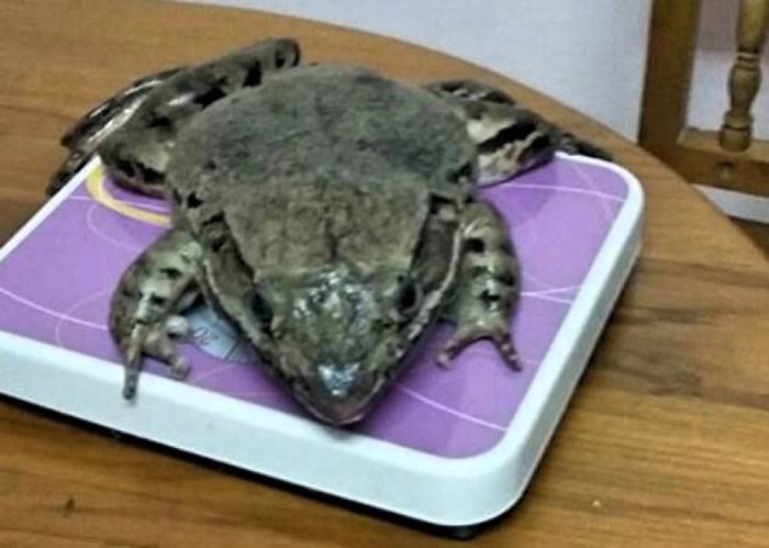 泰国也拉府村民上山找食材 捉到重达一公斤罕见巨型山地蛙