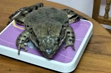 泰国也拉府村民上山找食材 捉到重达一公斤罕见巨型山地蛙