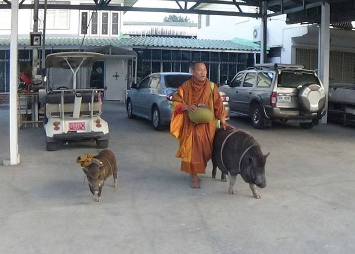 泰国僧人“感化”野猪 结伴同行化缘