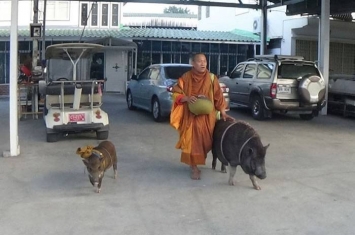 泰国僧人“感化”野猪 结伴同行化缘