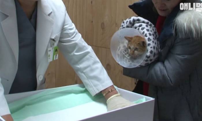 韩国流浪橘猫守着死亡多时的同伴尸体不愿离去