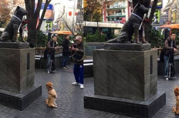 日本东京涩谷车站米克斯变“忠犬八公”小粉丝