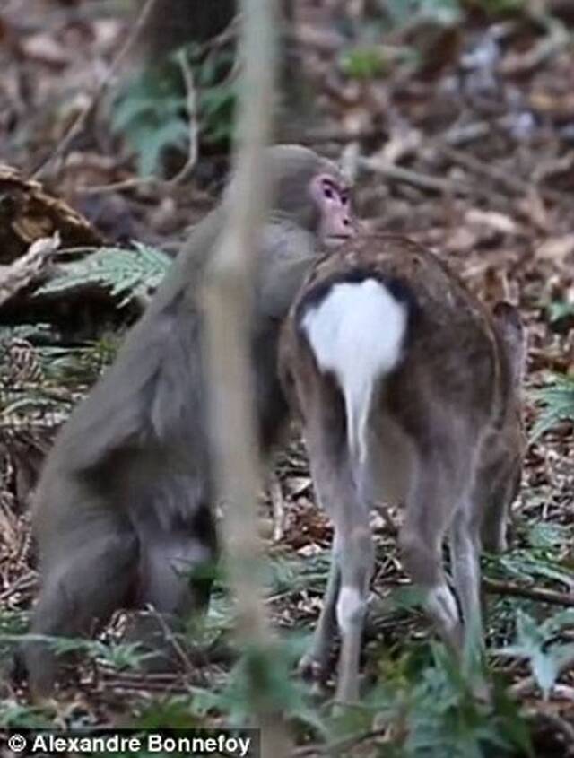 日本猕猴被拍到企图与雌性梅花鹿发生性行为