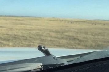 澳洲女司机驾驶途中惊见前挡风玻璃外冒出有毒的赤腹伊澳蛇
