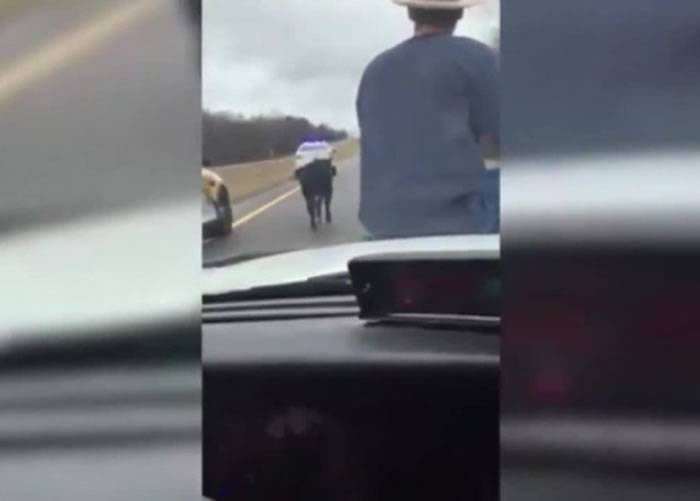 美国牛仔David Bevill“骑”警车捉拿溜到高速公路上散步的小牛红爆网络
