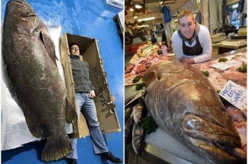 英国渔民捕得一条全球纪录第三大的褐点石斑