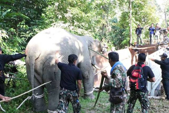 肆虐泰国农庄5个月 500人合力送走两野象