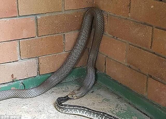 澳洲布里斯班惊现“蛇吃蛇”：东部拟眼镜蛇吞食地毯莫瑞蟒被双双擒获