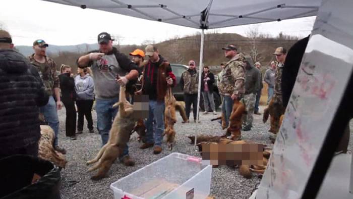 美国东岸举办“猎人锦标赛”大量猎捕到野狼、狐狸与短腿猫 主办单位称为生态平衡