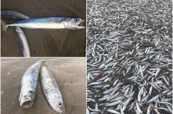 英国男子海滩放狗 惊见过千鲭鱼集体死亡