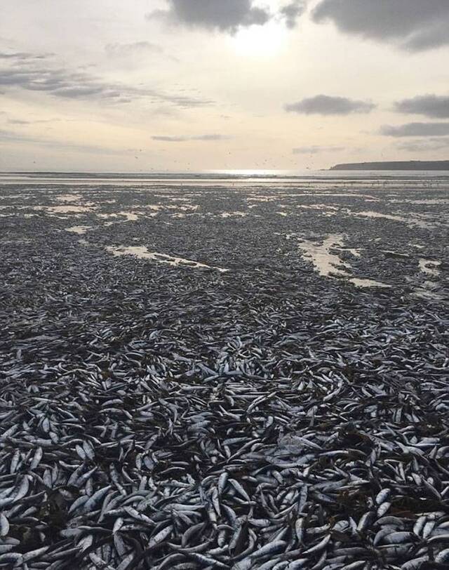 英国男子海滩放狗 惊见过千鲭鱼集体死亡