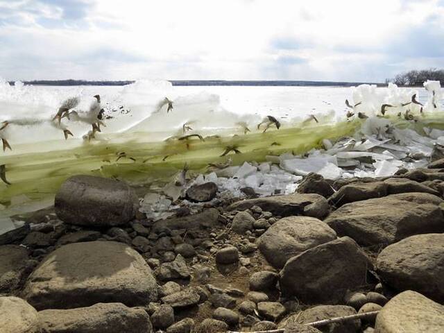 美国南达科他州野生动物保护区拍摄到“空中冻鱼”奇景
