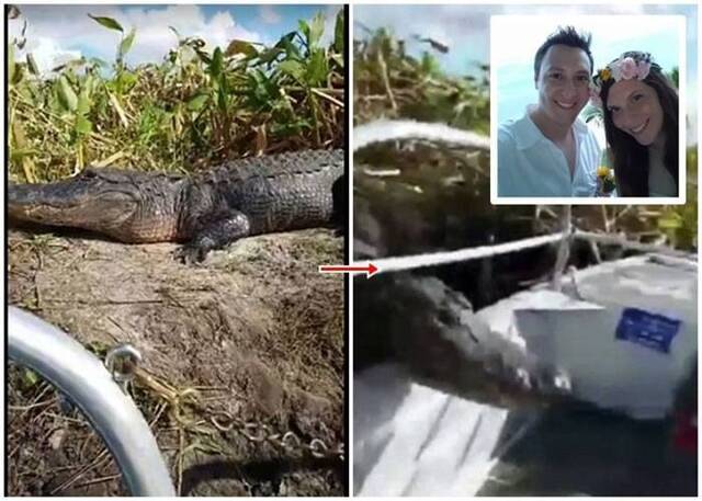 美国佛罗里达州沼泽鳄鱼跳上观光艇 游客吓得鸡飞狗走