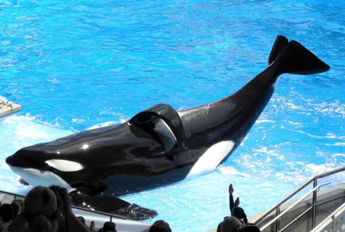 被指曾杀害3名训练员 美国奥兰多海洋世界杀人鲸Tilikum离世