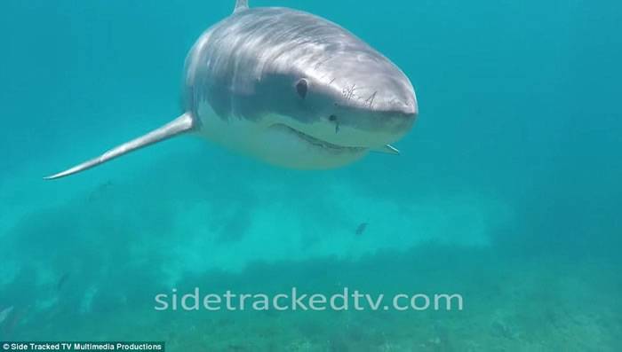 澳洲西澳省男子潜水拍摄海洋生物纪录片 误闯大白鲨地盘