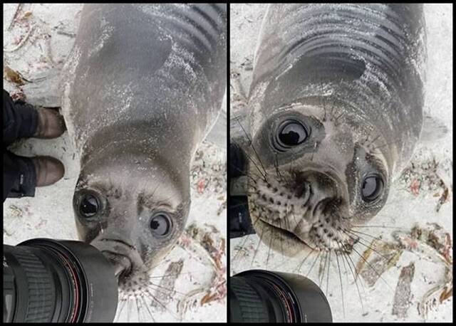 福克兰群岛海豹缠摄影师似想自拍