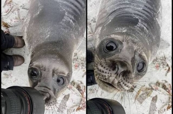 福克兰群岛海豹缠摄影师似想自拍