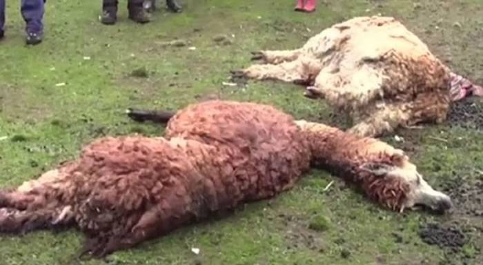秘鲁受强烈寒流侵袭 18万头羊驼被冻死