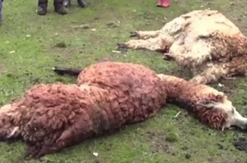 秘鲁受强烈寒流侵袭 18万头羊驼被冻死