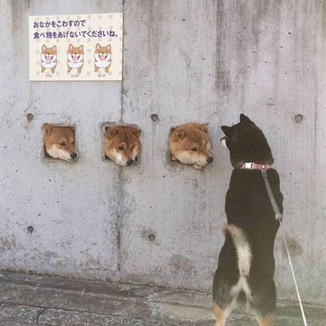 日本3只柴犬特别喜欢把头塞到墙上的洞看外面风景