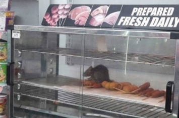 马来西亚7-11便利店熟食区惊现巨鼠