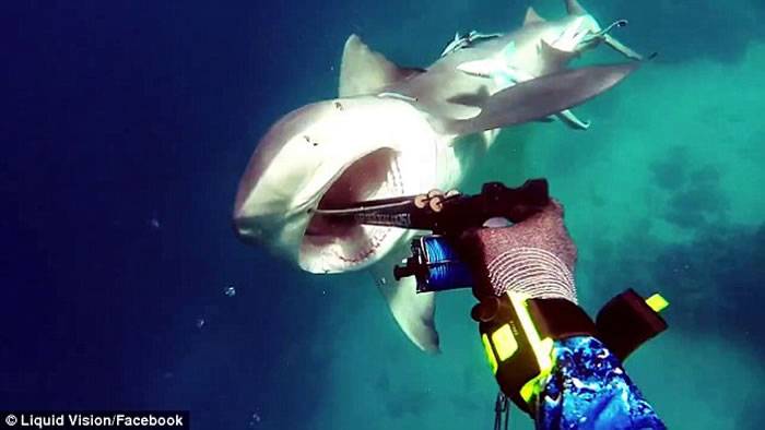 澳洲男子到大堡礁附近海域潜水遇到低鳍真鲨迎面袭击 靠鱼枪刺嘴保命