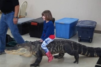 美国女童骑鳄鱼开心拍片