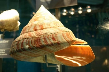 台湾渔民捕捞起寒武纪就存在的活化石“龙宫贝”——龙宫翁戎螺