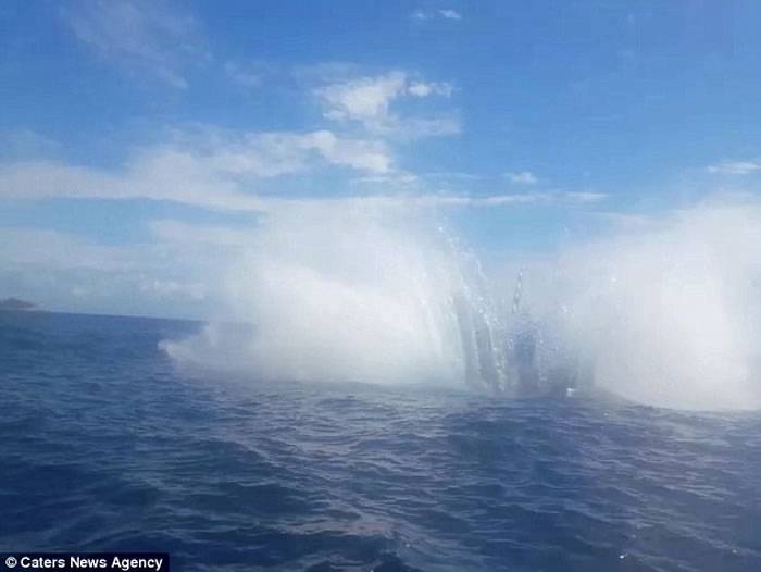 澳洲昆士兰男子滑水奇遇 巨型座头鲸两度咫尺跃现
