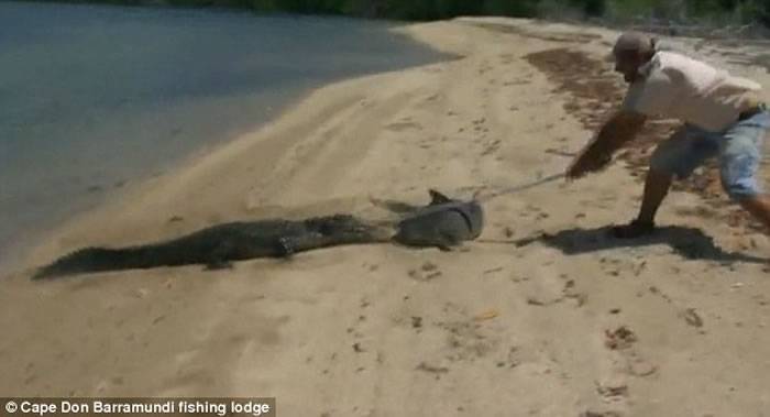 澳洲一群钓鱼人士在岸边钓起一条鲨鱼 有鳄鱼靠近想“抢走”猎物
