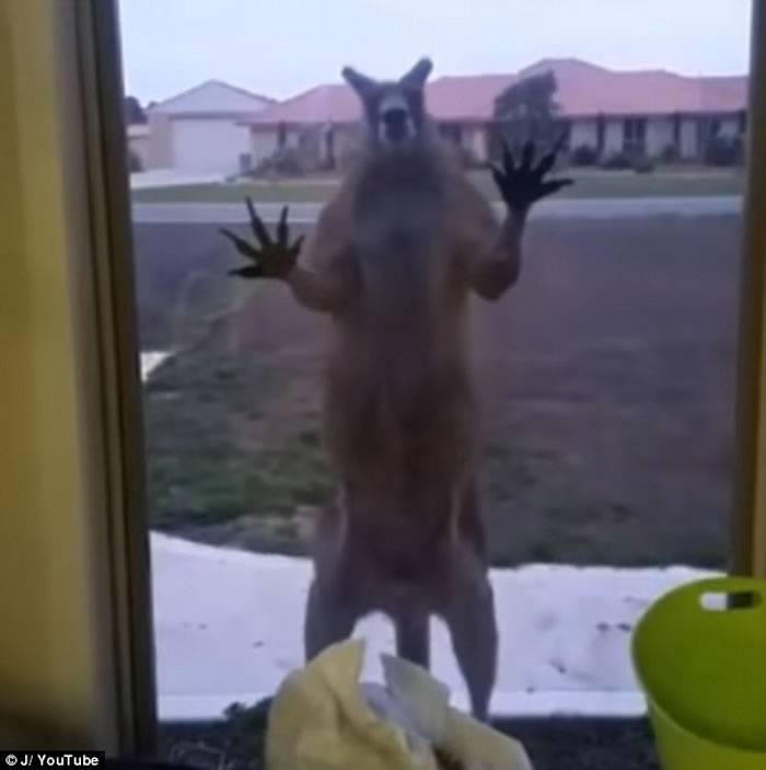 澳洲袋鼠巨爪狂拍玻璃 吓得户主尖叫走避