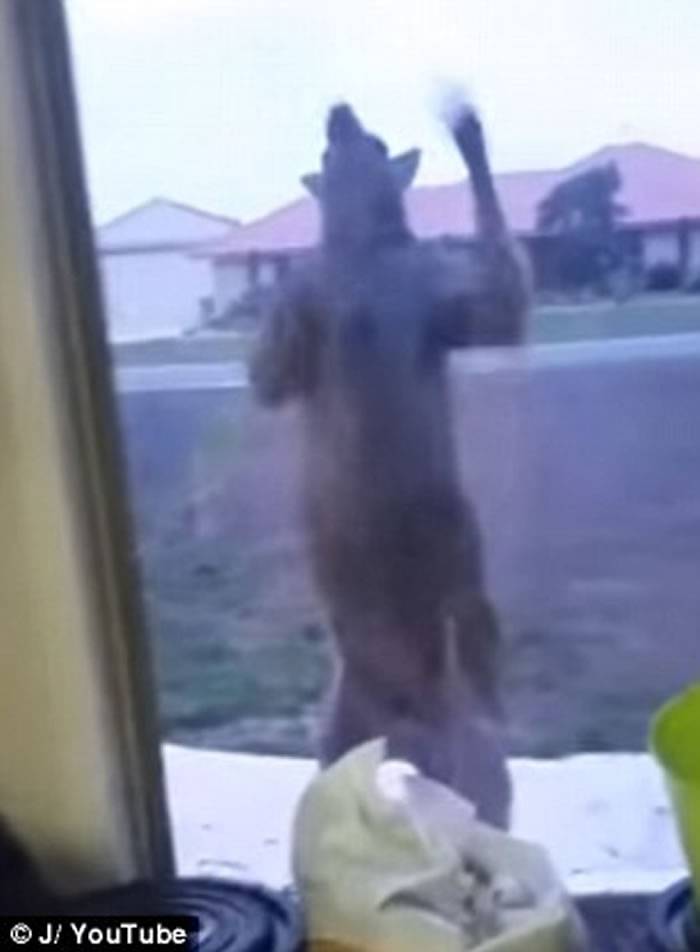 澳洲袋鼠巨爪狂拍玻璃 吓得户主尖叫走避