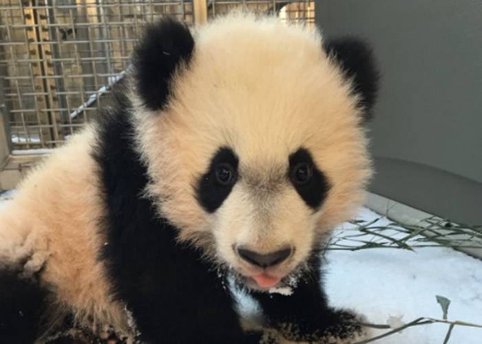 美国华盛顿动物园出生的雄性大熊猫贝贝将回中国 民众不舍道别