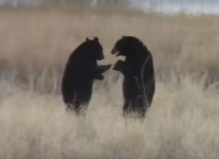 马戏团控制下生活了17年的大熊被野放高兴得在大草原上奔跑