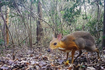 消失一个世纪后 架设在越南森林中的相机陷阱终于拍到一小群银背鼷鹿（越南鼠鹿）
