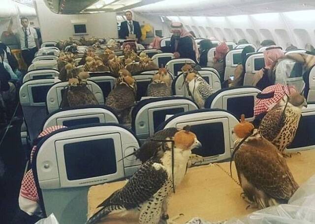 卡塔尔航空客机机舱内竟然有80多只猎鹰“乘客”