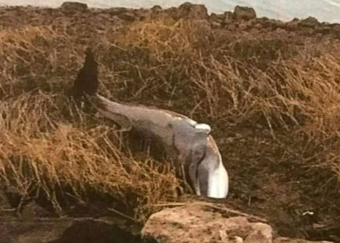 美国纽约拉瓜地亚机场跑道旁草丛惊现鲸鱼尸体