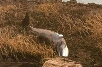 美国纽约拉瓜地亚机场跑道旁草丛惊现鲸鱼尸体