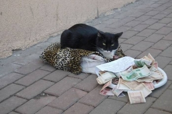 俄罗斯黑白猫躺抱枕乞讨“需要钱买罐罐” 路人丢钱赞助