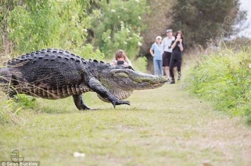 恐龙复活？美国佛罗里达州自然保育区巨大鳄鱼出没吓坏人