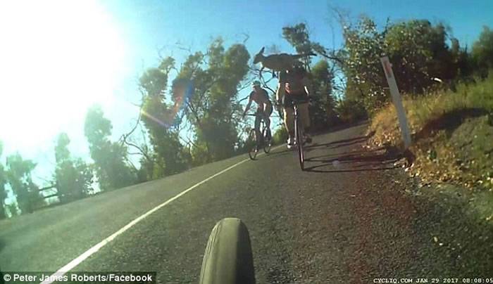 澳洲袋鼠突然跳出公路险些撞到单车手